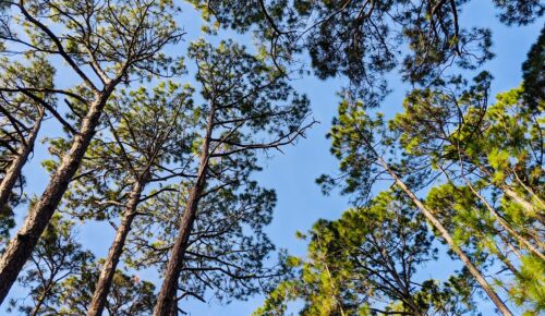 Environmental Studies in the framework of the Northern Evia Reconstruction Plan