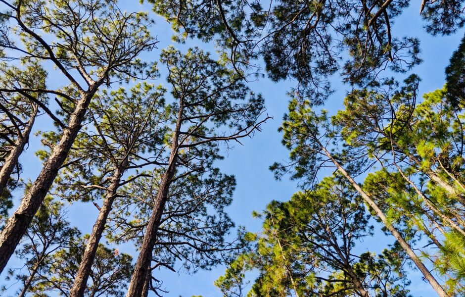 Περιβαλλοντικές Μελέτες στο πλαίσιο του Σχεδίου ανασυγκρότησης της Βόρειας Εύβοιας