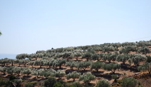 Planting of olive trees in the area of Ancient Olympia