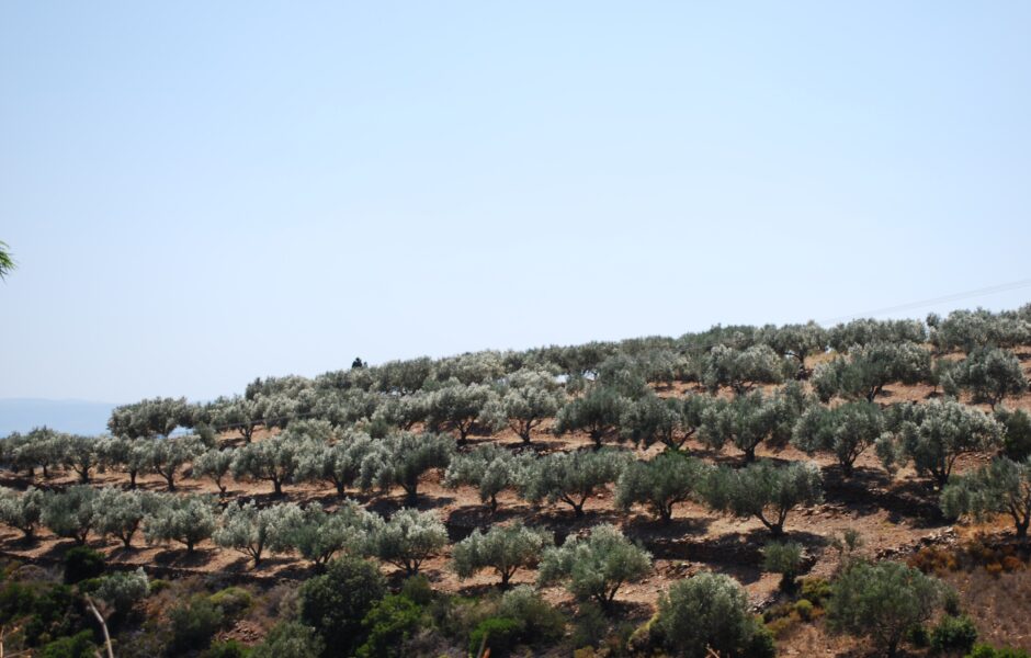 Planting of olive trees in the area of Ancient Olympia