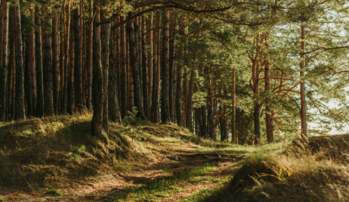 WWF environmental education programme on the prevention of forest fires